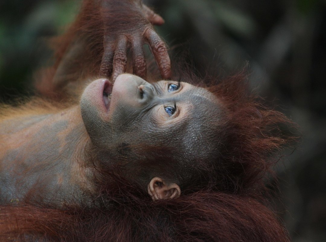 borneo 777 login